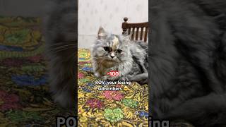 Download Lagu It really hurts💔#catshorts #funnycat  #catvideos #cutecat #viralshorts #cute #kitten #cat MP3