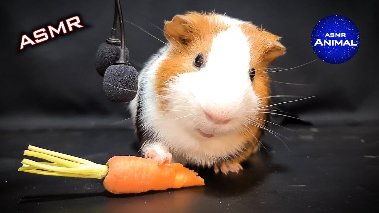 ASMR EATING CARROT MUKBANG 🥕 Guinea Pig 28 - YouTube