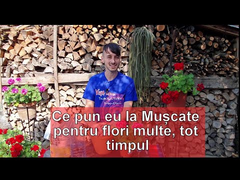 Video: Cum Să Hrănești Mușcate Acasă? Îngrășăminte Pentru înflorire Abundentă în Timpul Iernii, Hrănire Pentru Frunze De Pelargoniu