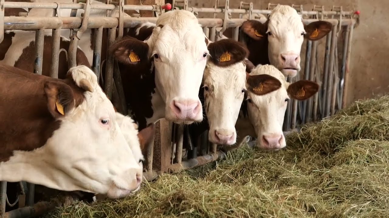 Séchage en grange : la clé d'un fourrage de qualité et d'un troupeau en santé