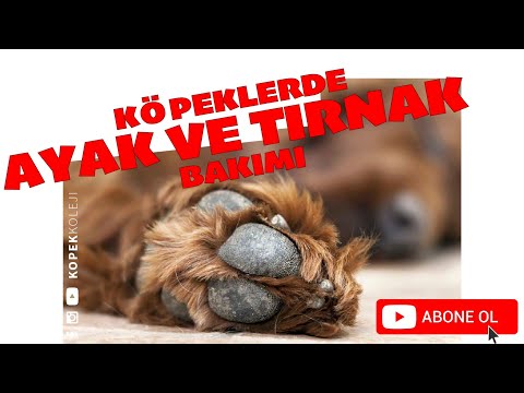 Köpeklerde Tırnak Kesimi Ve Ayak Bakımı