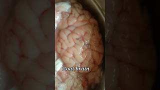 Brain Pepper Frybrain Frygoat Brain Frymutton Brain Masalagoat Brain Recipe
