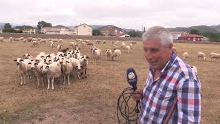 Ganaderos en su hábitat | Yeguas Y ovejas en Nestares | 27.8.2021