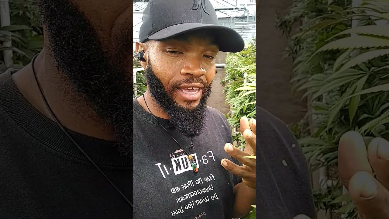 Tips to know when it is time to Harvest your Cannabis Plant! ❤️🌱