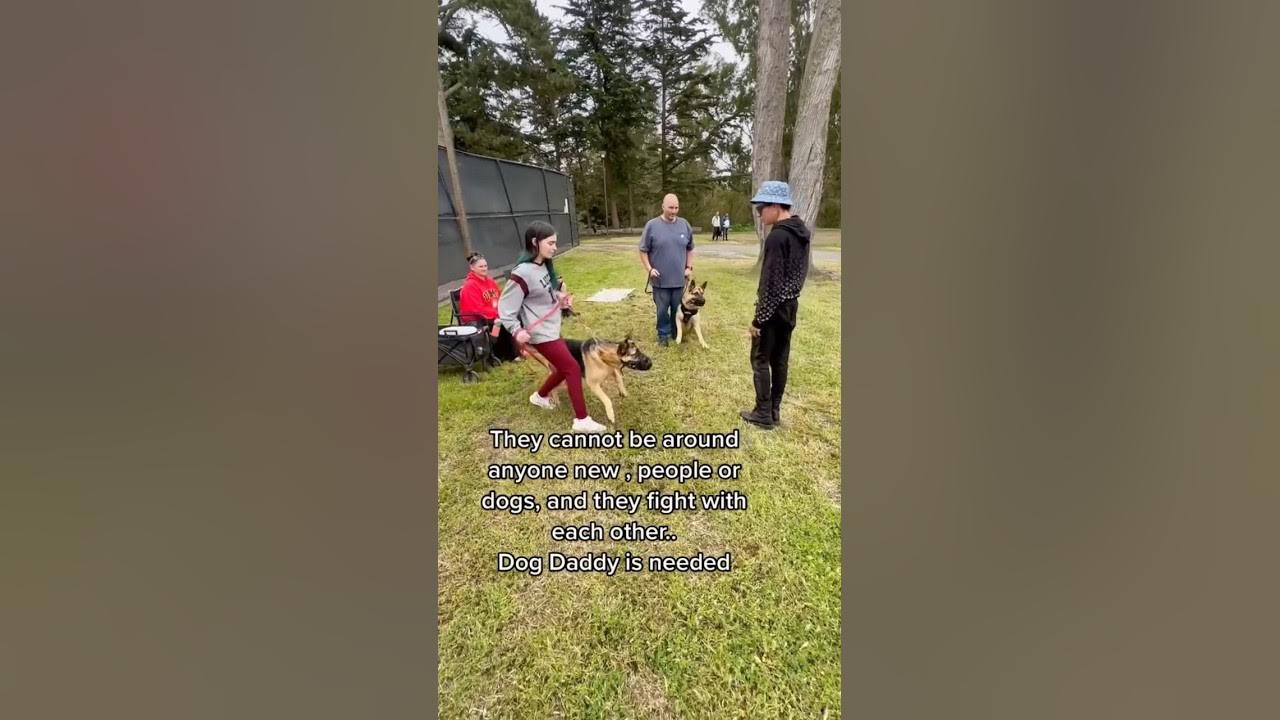 Dog Daddy Handles 2 Aggressive Dogs With “ Littermate Syndrome”. YouTube