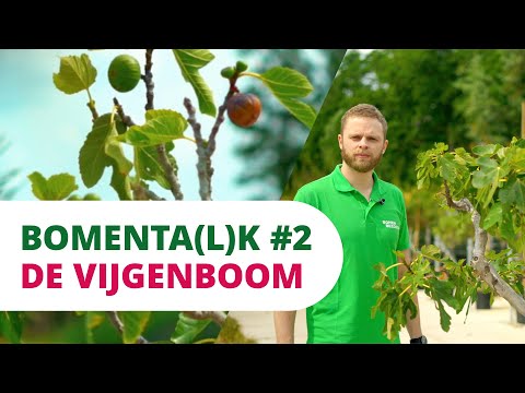 Video: Vijgenboom (plant) - Nuttige Eigenschappen En Toepassingen Van De Vijgenboom. Gemeenschappelijke Vijgenboom