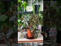 Rejuvenated as before#Flowers and green plants#Transparent glass bowl#Plants drinking