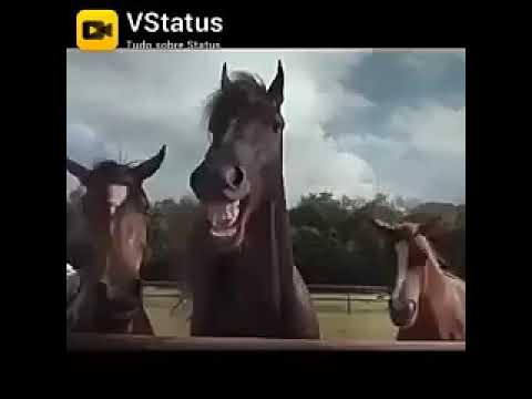 VÍDEO: cavalo fica 'dando risada' ao curtir mergulho em rio de SC