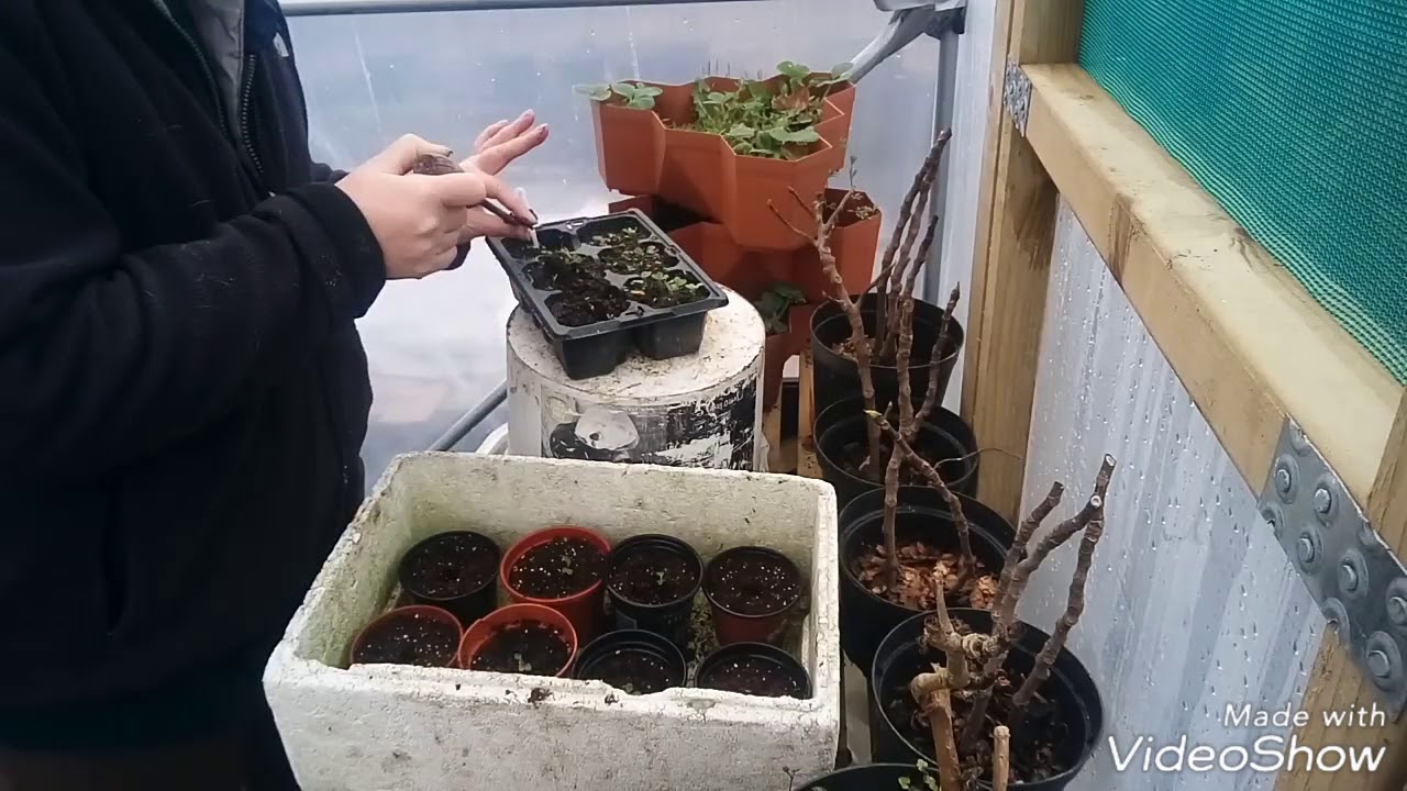 Growing broccoli Pricking out and potting on. YouTube