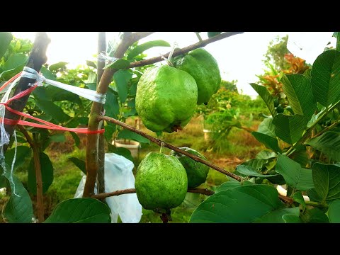 Video: Guava Saya Tidak Berbunga - Sebab Pokok Jambu Batu Tidak Berbunga