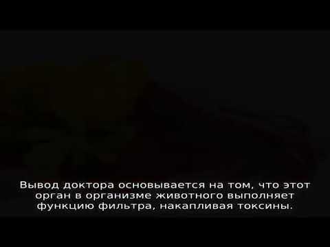 С какого возраста можно давать ребёнку печень