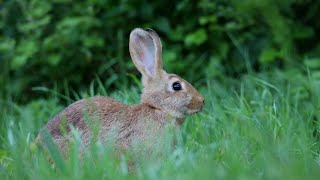 Cute Animals Funny Videos Baby Rabbit Screaming