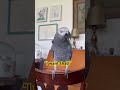 #AfricanGrey runs on Dunkin’! #funnyanimals #dunks