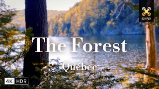 INTO THE FOREST | Cinematic nature short film 🌲Early summer in Quebec’s boreal forest screenshot 4