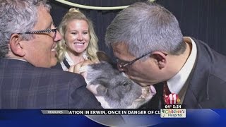 Msha Ceo Alan Levine Keeps Promise, Kisses Pig