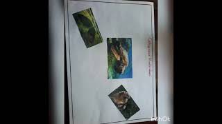 Procedimiento del collage del medio ambiente