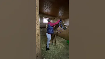 Нормально ли бояться лошадь?