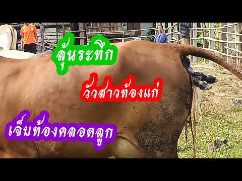 วีดีโอ: คลอดวัวอย่างไร?