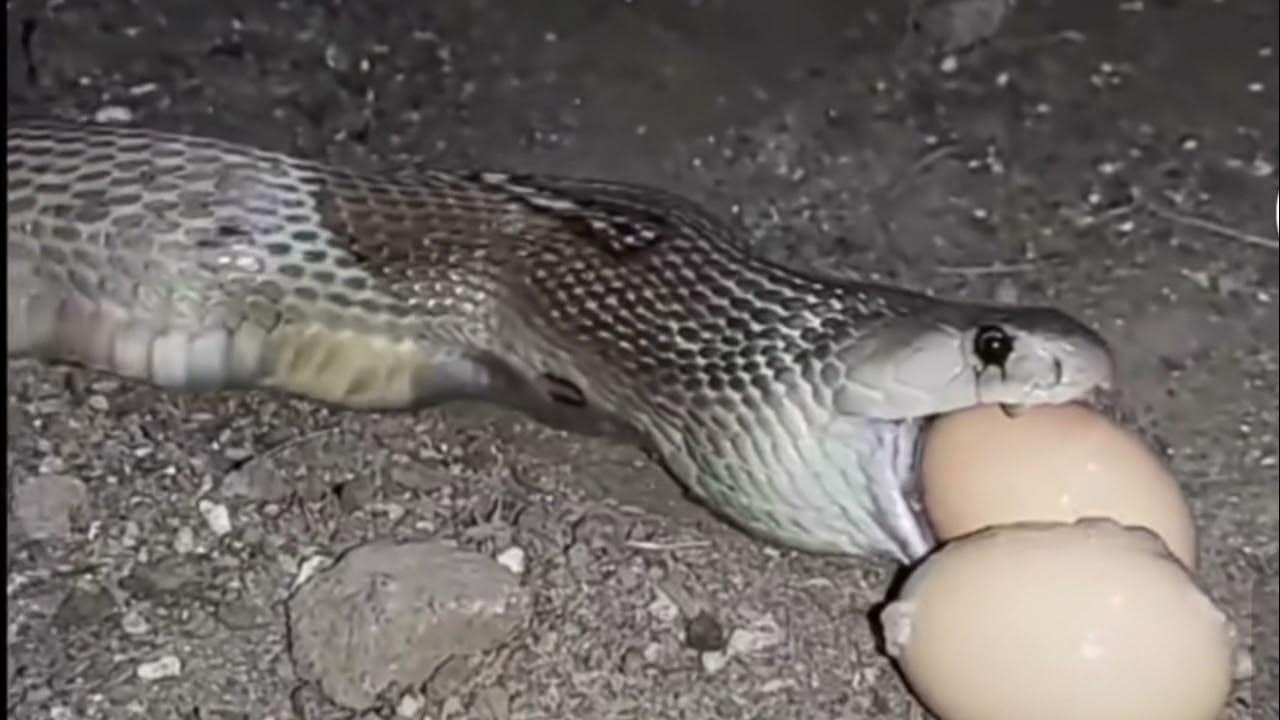 SNAKE VOMIT EGGS 😱 YouTube