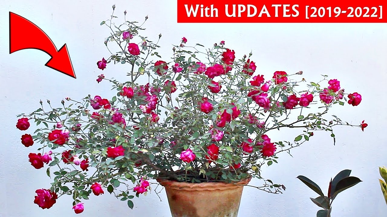 SEE How I GET TONS of FLOWERS On Desi ROSE Plant