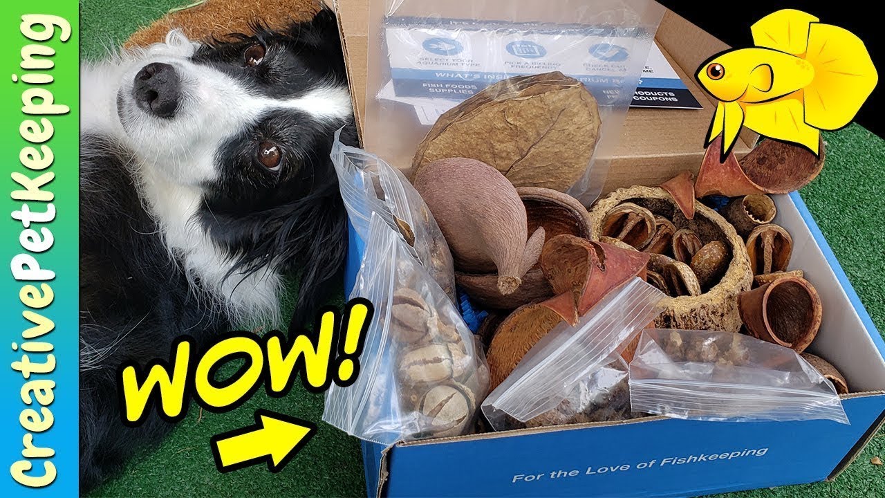 new fish taxa UNBOXING Botanicals for Shrimp and Betta Fish