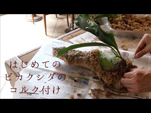 #62「【観葉植物】ビカクシダのコルク付けに挑戦」-フィレンツェ工房での とある日常-