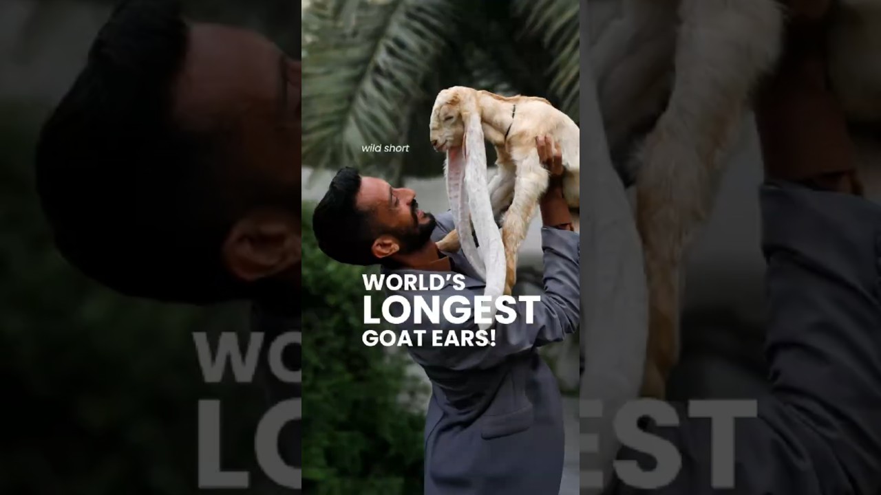 The Goat With the Longest Ears Ever! 🐐 | 21 Inches of Cuteness
