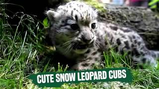 How Big are Snow Leopard Cubs Compared to Adult Species? | Basic Animal Facts by Animal facts by Datacube 877 views 5 years ago 1 minute, 54 seconds