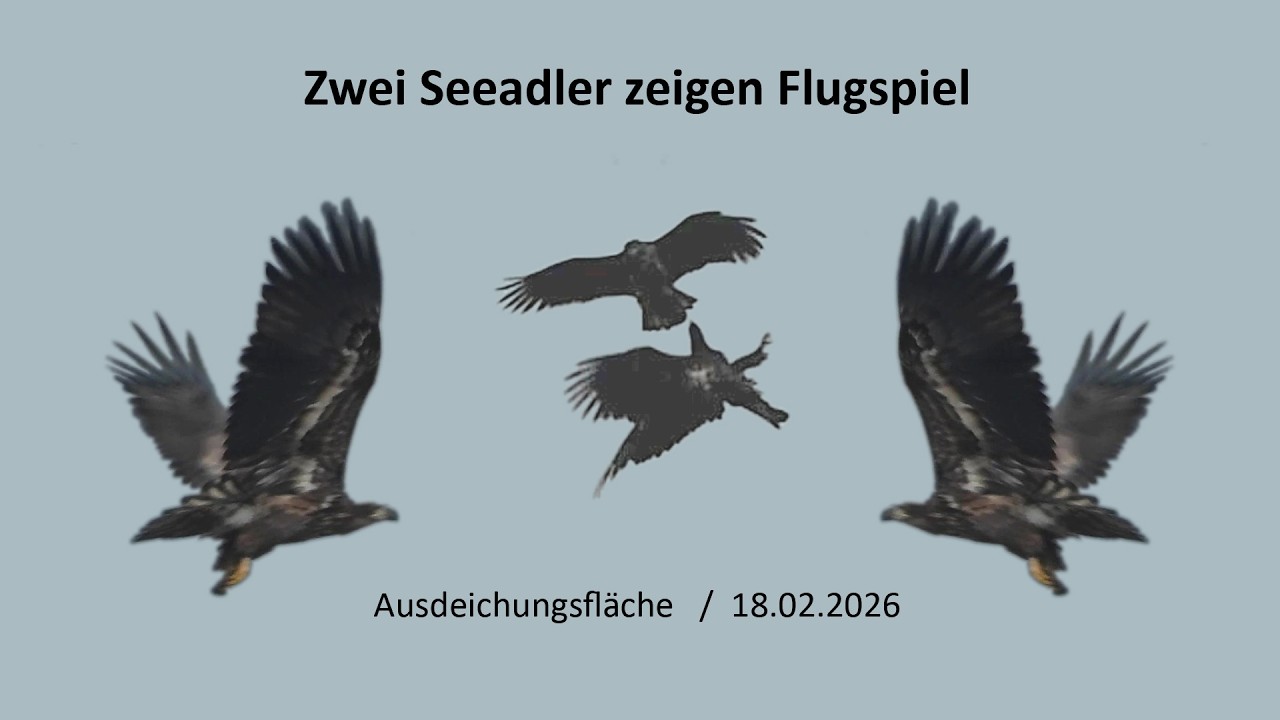 Flugspiel: 2 Seeadler über der Ausdeichungsfläche, Borgfelder Wümmewiesen, 18.02.2026