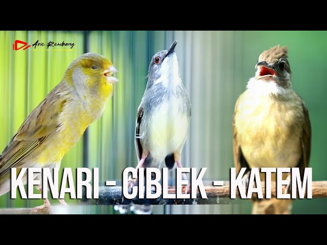 MASTERAN KOMBINASI KAPAS TEMBAK - CIBLEK KRISTAL - KENARI class=