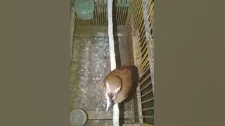 Jongkangan Coklat Gacor Nembak