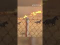 🥺Συγκλονιστικές εικόνες με άλογα να τρέχουν να ξεφύγουν από τη φωτιά στα Μέγαρα