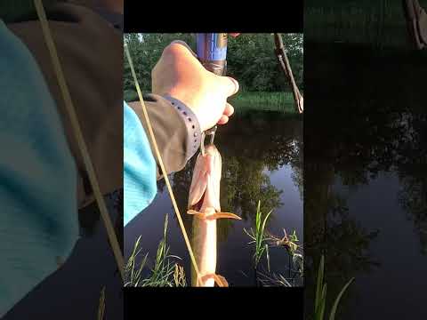КАК ПРАВИЛЬНО ПОСТУПАТЬ С МЕЛКОЙ ЩУКОЙ @fishfilos #философиярыболова #маркарыбака #рыбалка