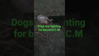 #...Dogs fighting...# dog lover .