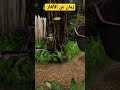 البحث عن الكنز المفقود ٢       2
