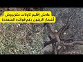 عملية الزبير ديال أشجار الزيتون منتشرة في هذه الأيام بشكل كبير وانعدامها في إقليم تاونات 
