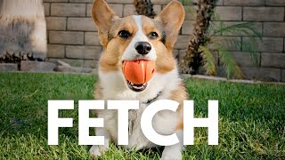 Corgi Training Guide: Part 12  Mastering the Three Components of Fetch