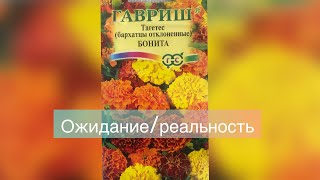 Бархатцы. Тагетес (бархатцы отклоненные) Бонита. Ожидание/ реальность.