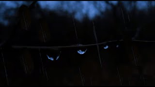 Ночной дождь и звуки грома в лесу для крепкого сна успокаивающие звуки капель