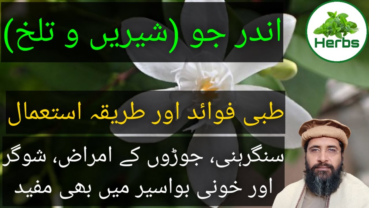 Health Benefits of Inderjou Urdu/Hindi | Inderjo ke Fayde | اندر جو کے فائدے | Hakeem Zia ur Rehman