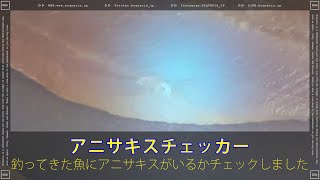 釣ってきた魚にアニサキスがいるかチェックしてみた【アニサキスチェッカー / JAXMAN U1 紫外線 ブラックライト】