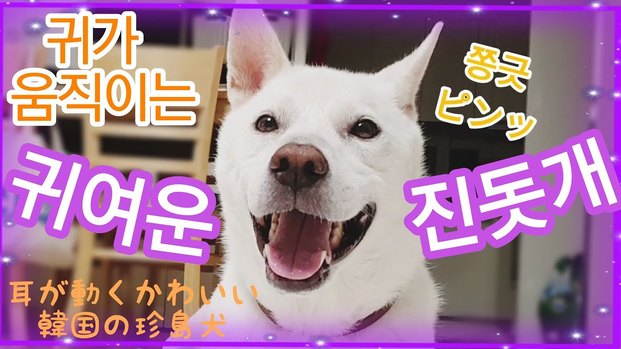 珍島犬シロ 耳が片方ずつ動く姿が可愛すぎる 韓国のjindo Dog Youtube 珍島犬シロ 耳が片方ずつ動く姿が可愛すぎる 韓国のjindo Dog Youtube