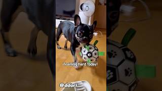 Ddori The Soccer Star In Training