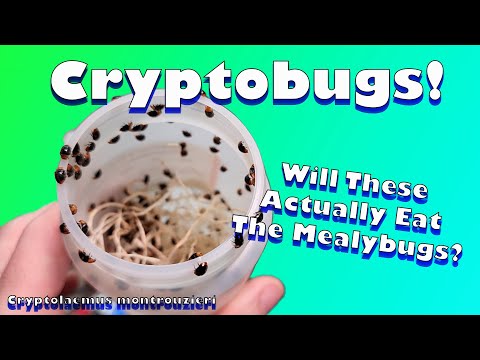 Video: What Is A Mealybug Destroyer – Mealybug Destroyer Beetles In Gardens