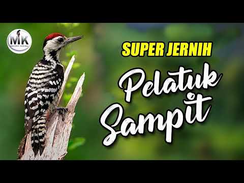 MASTERAN MEWAH PLATUK VS SIRI SIRI