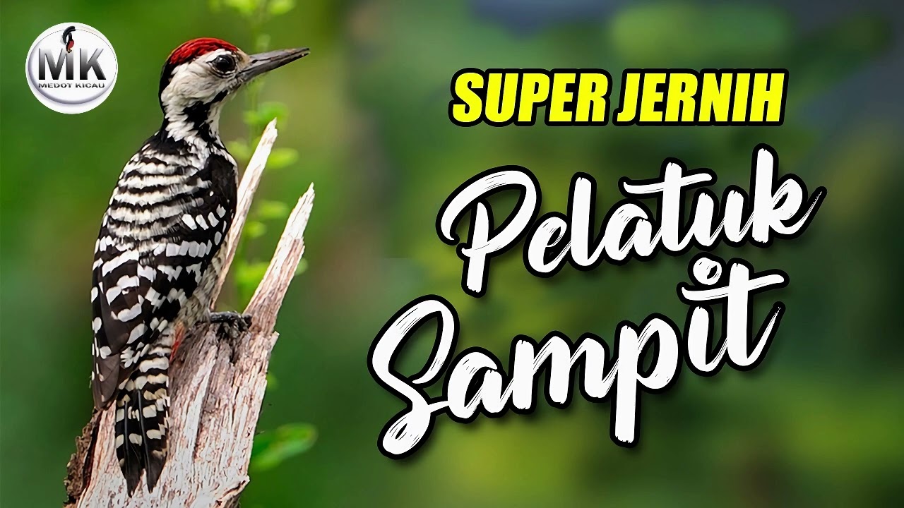 🔴MASTERAN PELATUK SAMPIT  GACOR PANJANG