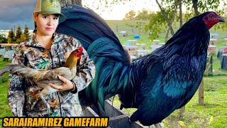 Super Black Kelso Torpedo And Hanny Hatch Joe Brown | SARAIRAMIREZ GAMEFARM