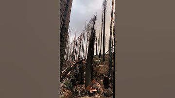 Extreme Tree Cutting Skills You Have to See! 🌲🔥