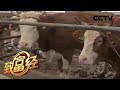 《致富经》年创5亿 女老板变身养牛官 20200211 | CCTV农业