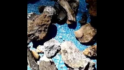 Agatized Coral Collection : Richard Gunter